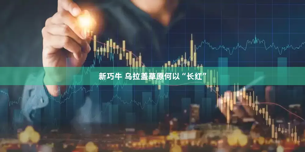 新巧牛 乌拉盖草原何以“长红”